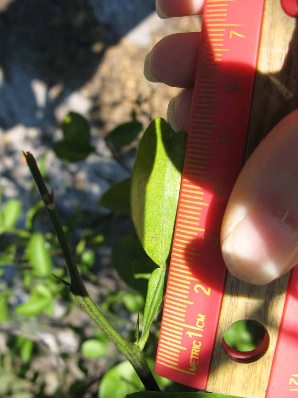              Unifoliolate leaf (Winter Haven, FL)       